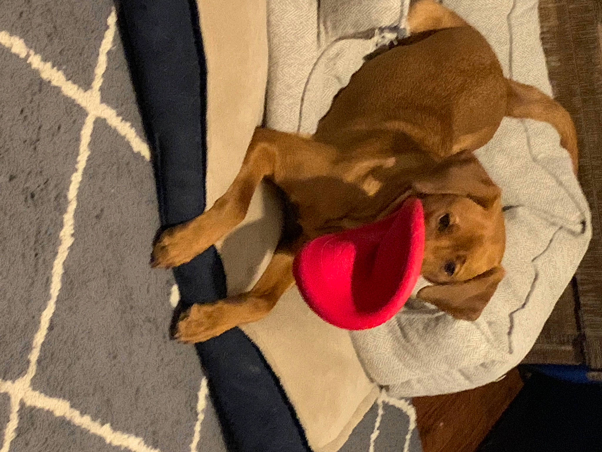 Aila is registered to the contest to win money with this photo: carnivore, collar, comfort, companion_dog, dog, dog_breed, dog_supply, fashion_accessory, fawn, fedora, foot, fur, hat, human_leg, leash, smile, sporting_group, sun_hat, wood, working_animal