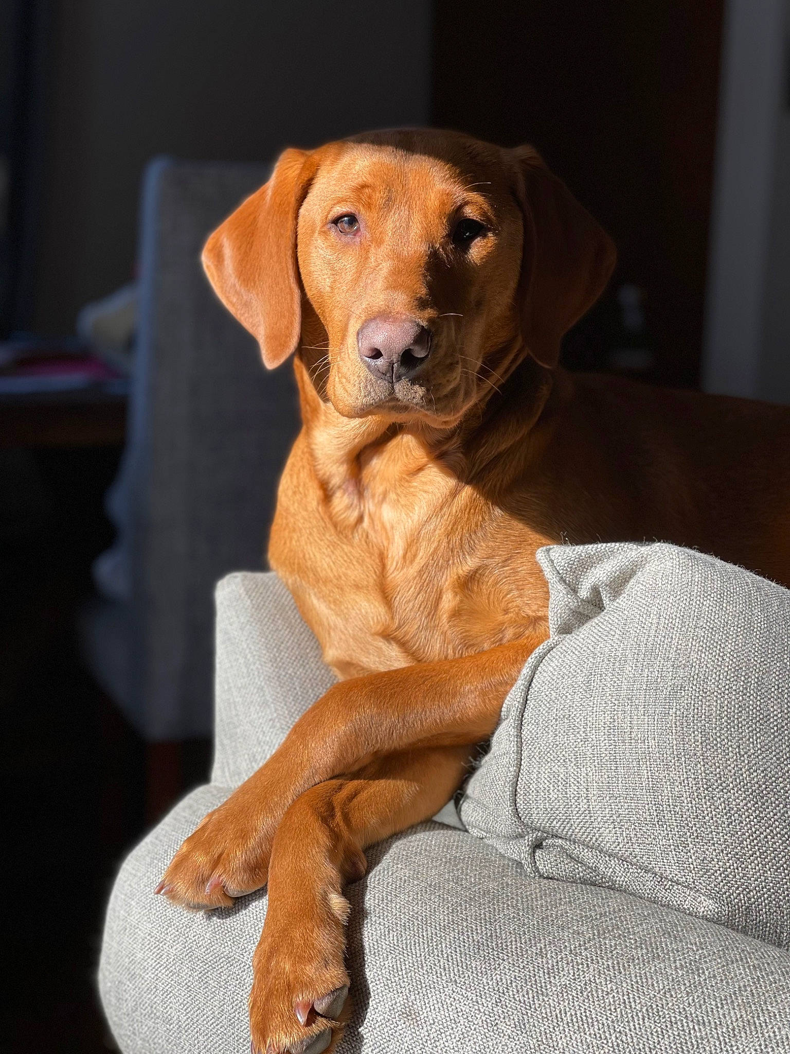 Aila is registered to the contest to win money with this photo: canidae, carnivore, companion_dog, dog, dog_breed, dog_collar, dog_supply, ear, fawn, fur, gun_dog, hound, liver, pet_supply, snout, sporting_group, tail, whiskers, wood, working_animal