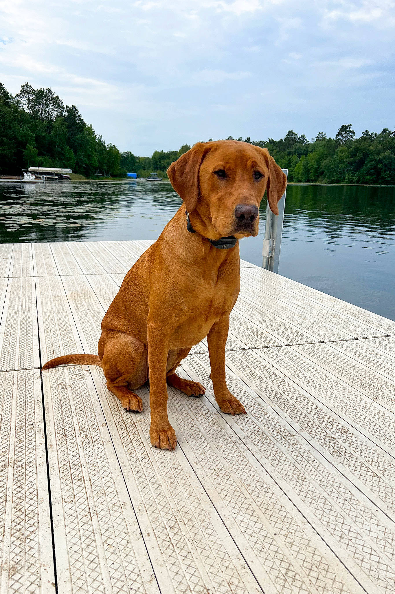 Aila joined the competition — help win amazing prizes! canidae, carnivore, cloud, collar, companion_dog, dog, dog_breed, dog_collar, fawn, lake, liver, pet_supply, sky, snout, sporting_group, tail, tree, water, wood, working_animal