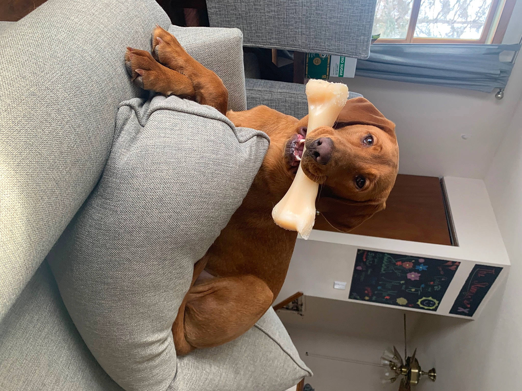 Aila joined the competition — help win amazing prizes! art, audio_equipment, comfort, couch, eyewear, flooring, fur, gadget, human_leg, knee, linens, office_equipment, room, sitting, stuffed_toy, thigh, toy, window, wood, wrist