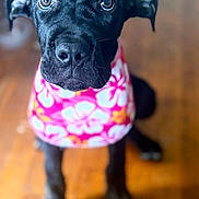 Roxy joined the competition — help win amazing prizes! animal, black_dog, close_up, curious, cute, dog, domestic_animal, ears, eyes, floral_pattern, fur, indoor, nose, paws, pet, pink_clothing, portrait, puppy, wooden_floor, young_dog