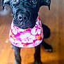 animal, black_dog, close_up, curious, cute, dog, domestic_animal, ears, eyes, floral_pattern, fur, indoor, nose, paws, pet, pink_clothing, portrait, puppy, wooden_floor, young_dog
