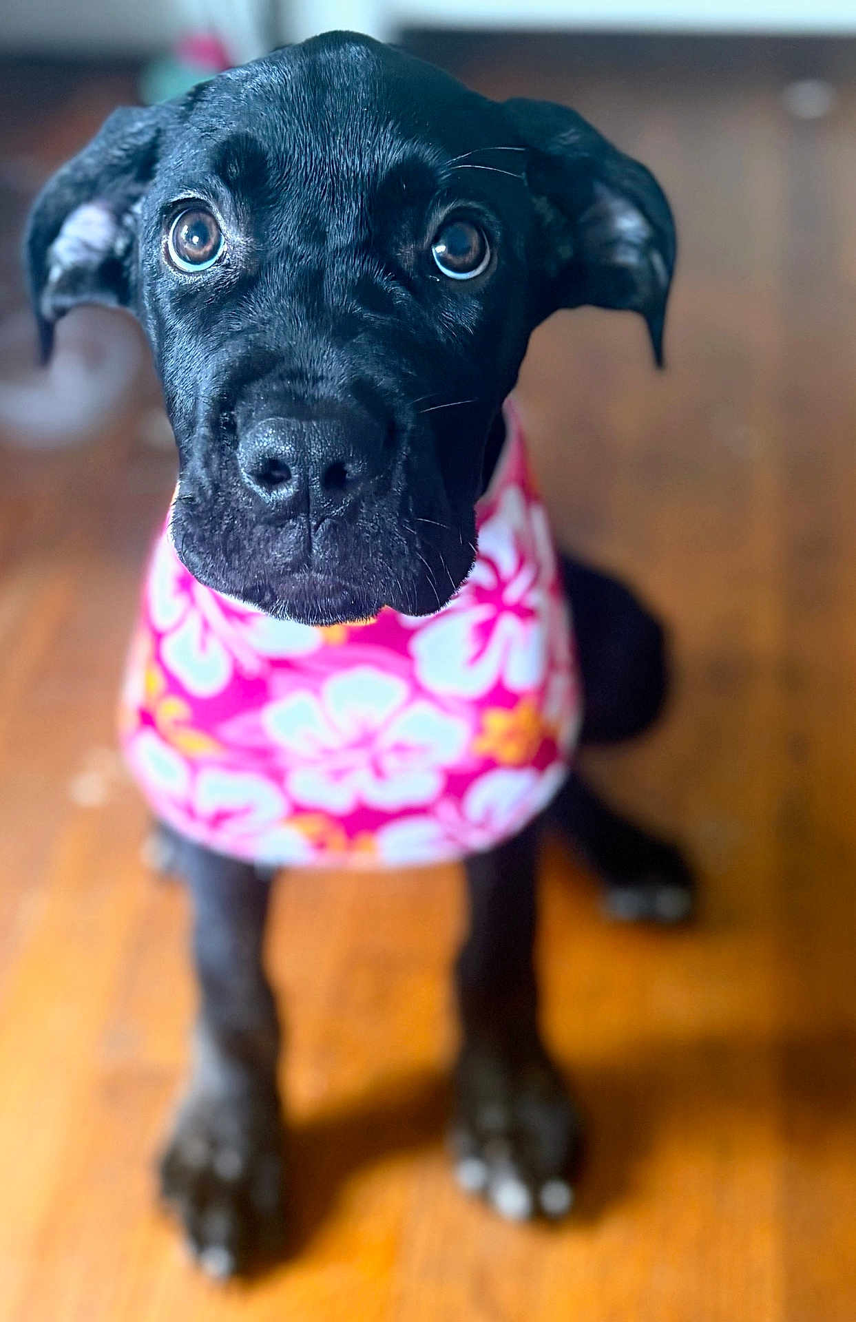Roxy