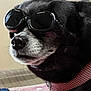 dog, black_dog, goggles, pet, indoor, closeup, pink_harness, animal, fur, snout, canine, wearing_accessory, cute, portrait, domestic_animal, muzzle, side_view, pet_accessory, household, companion