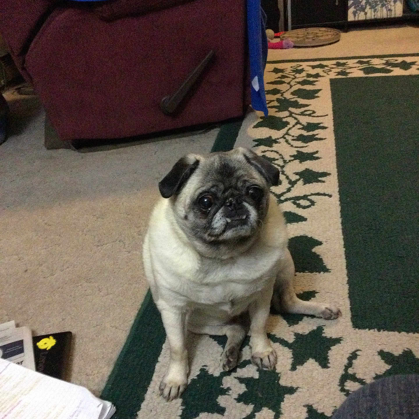 Penny joined the competition — help win amazing prizes! animal, blanket, canine, carpet, chair, companion, cozy, cute, dog, domestic, floor, furniture, home, indoor, living_room, papers, pet, portrait, pug, sitting