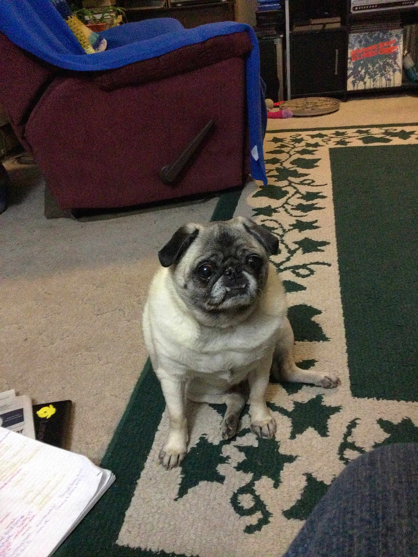 Penny joined the competition — help win amazing prizes! dog, pug, pet, carpet, indoor, living_room, furniture, papers, cute, animal, sitting, canine, home, floor, blanket, chair, cozy, portrait, companion, domestic