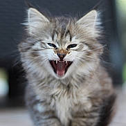 Rosette a rejoint le concours — aidez-le/la à gagner de superbes lots ! adorable, animal, cat, closeup, cute, feline, fluffy, fur, indoor, kitten, mouth_open, pet, playful, portrait, sitting, soft, tabby, teeth, whiskers, young
