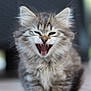 adorable, animal, cat, closeup, cute, feline, fluffy, fur, indoor, kitten, mouth_open, pet, playful, portrait, sitting, soft, tabby, teeth, whiskers, young