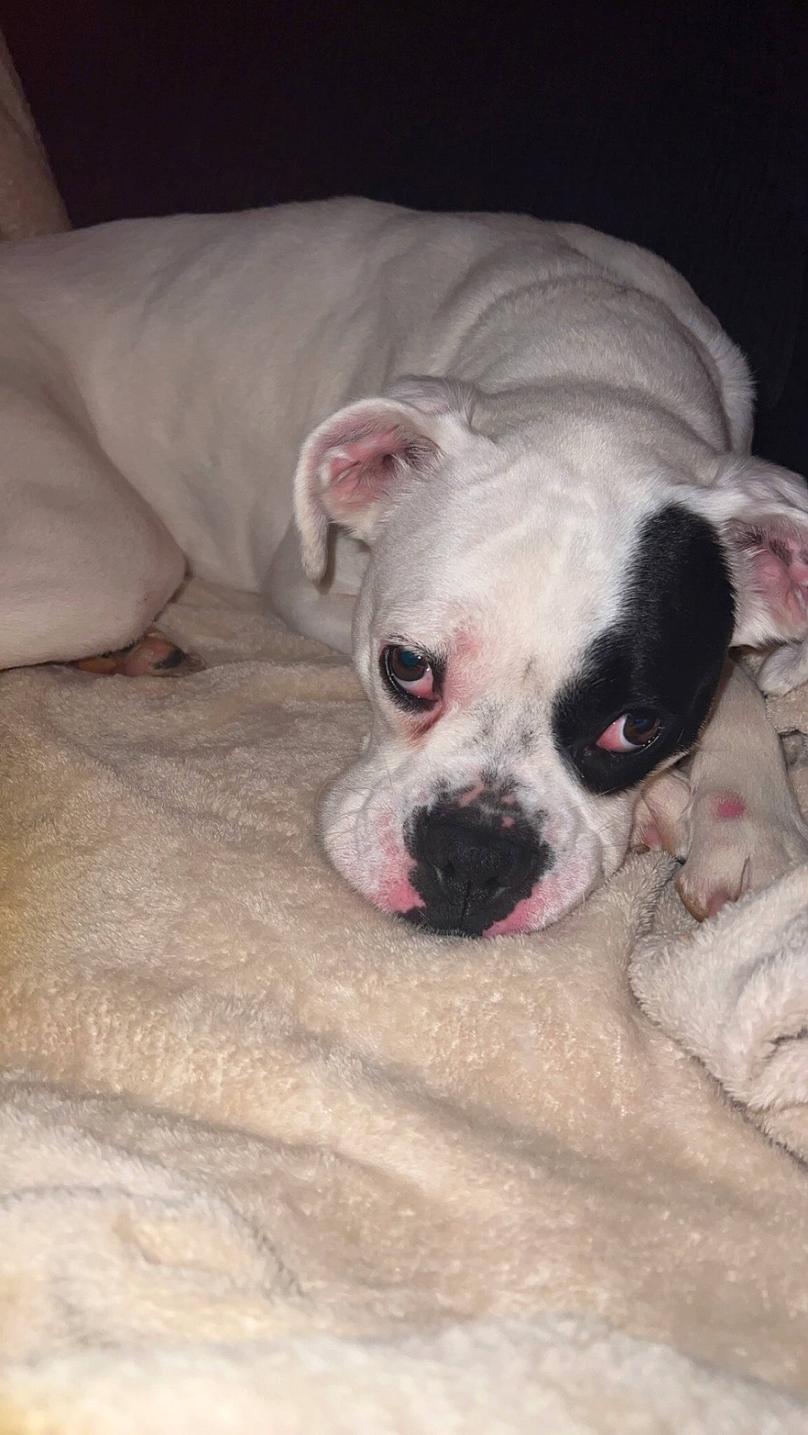 Avery is registered to the contest to win money with this photo: boxer, canidae, carnivore, comfort, companion_dog, dog, dog_breed, fawn, fur, non_sporting_group, paw, puppy_love, snout, sporting_group, terrestrial_animal, toy_dog, whiskers, working_animal, wrinkle