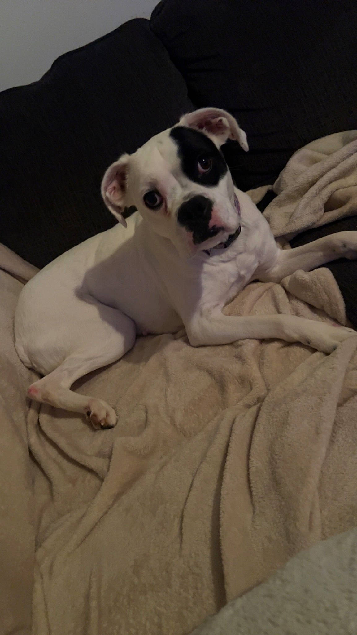 Avery joined the competition — help win amazing prizes! boston_terrier, boxer, bulldog, canidae, carnivore, comfort, companion_dog, couch, dog, dog_breed, fawn, linens, paw, snout, sporting_group, toy_dog, whiskers, wood, working_animal, wrinkle