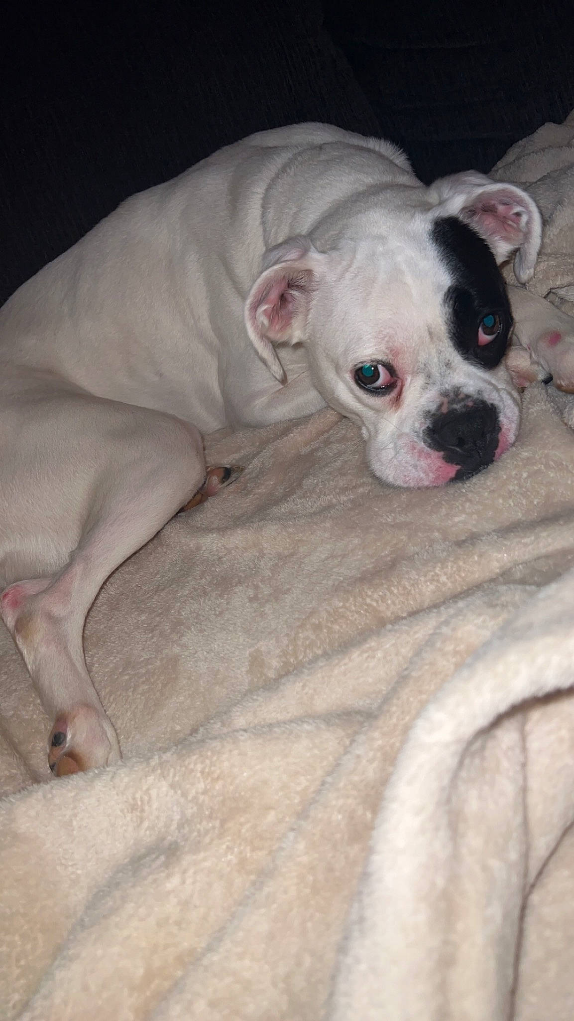 Avery is registered to the contest to win money with this photo: canidae, carnivore, comfort, companion_dog, cordoba_fighting_dog, dog, dog_breed, dog_supply, fawn, fur, grey, non_sporting_group, snout, sporting_group, terrestrial_animal, toy_dog, whiskers, working_animal, wrinkle