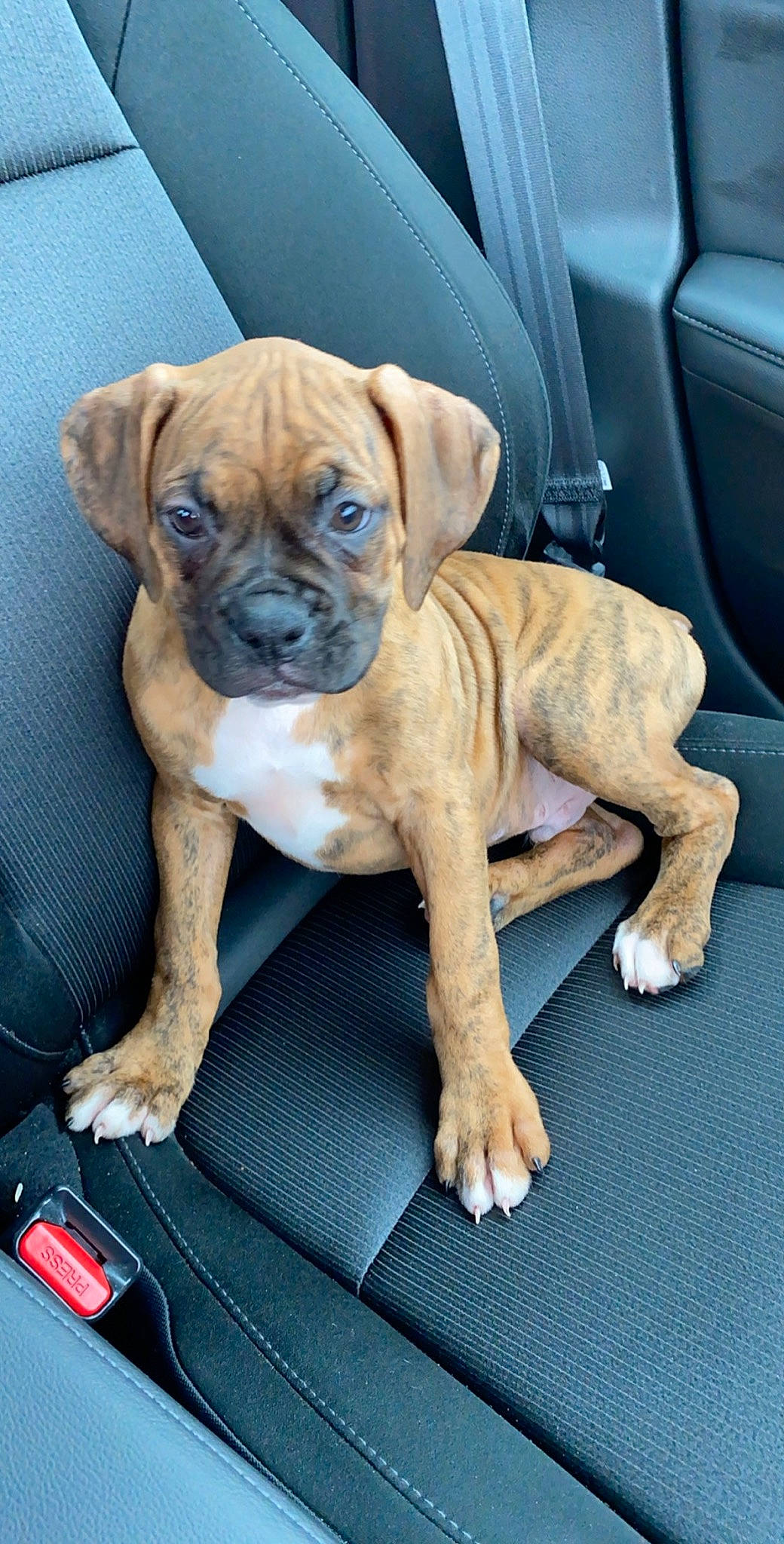 Apollo is registered to the contest to win money with this photo: boerboel, boxer, bullmastiff, canidae, carnivore, companion_dog, dog, dog_breed, fawn, mammal, molosser, non_sporting_group, puppy, rare_breed_dog, snout, sporting_group, vertebrate, working_dog