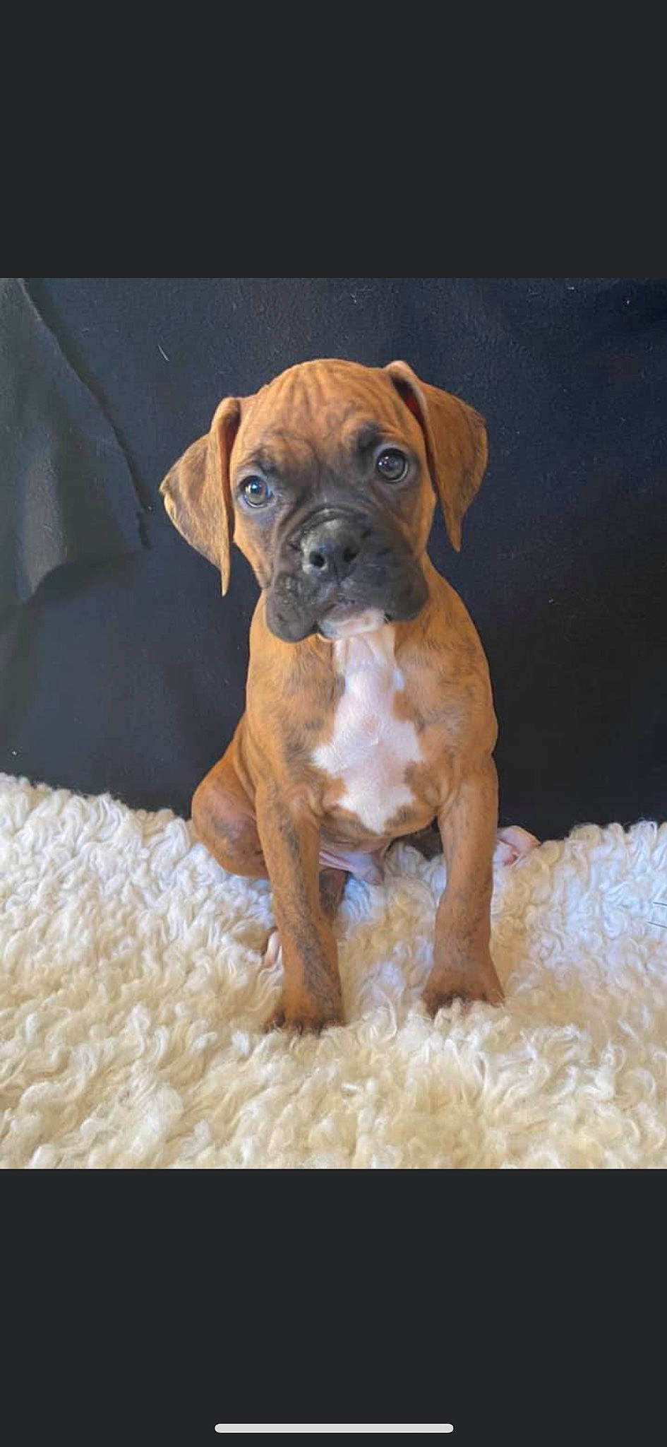 Apollo joined the competition — help win amazing prizes! boxer, bullmastiff, canidae, carnivore, companion_dog, dog, dog_breed, fawn, mammal, molosser, puppy, rare_breed_dog, snout, sporting_group, valley_bulldog, vertebrate, working_dog