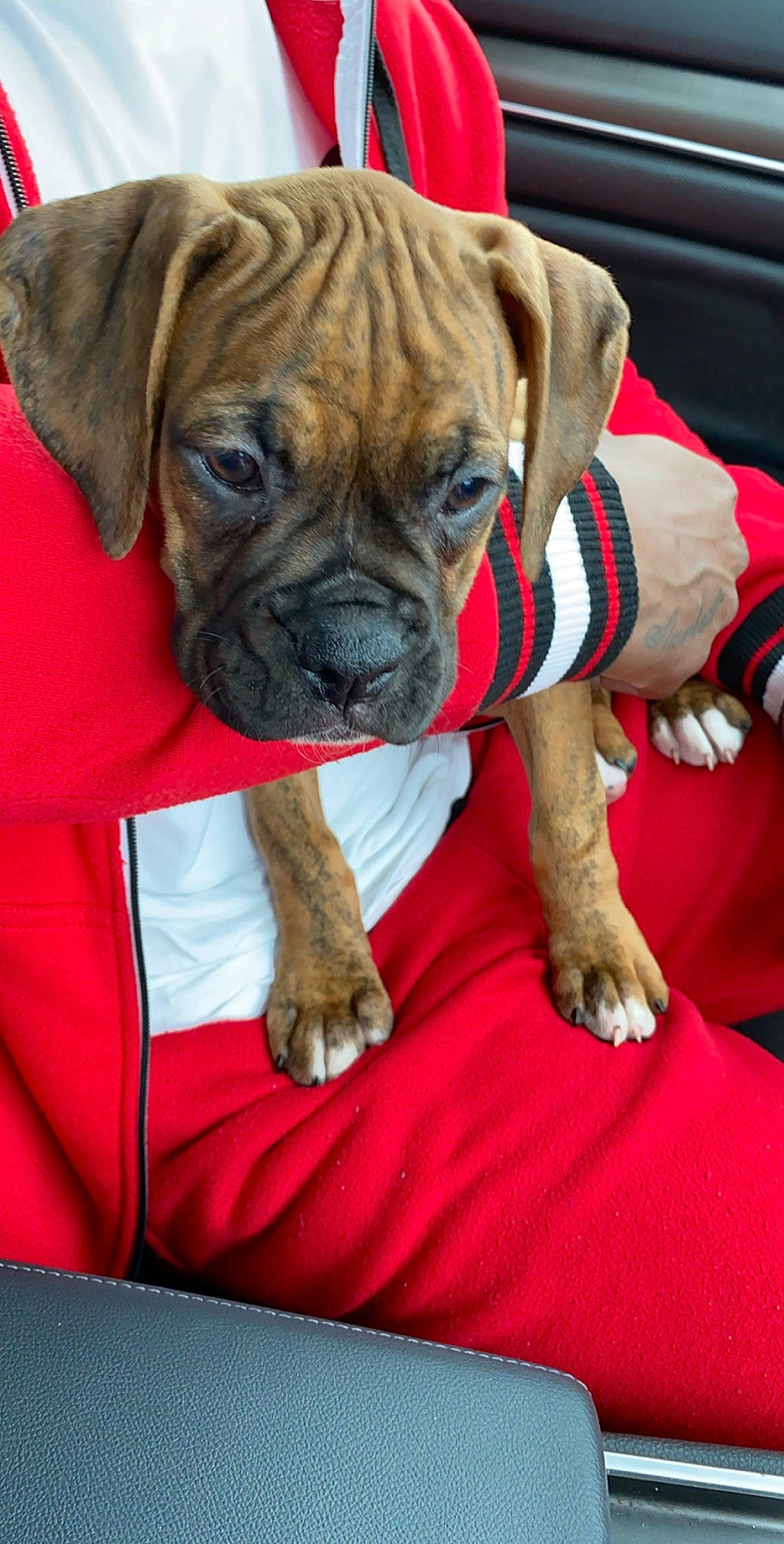 Apollo is registered to the contest to win money with this photo: boerboel, boxer, bulldog, bullmastiff, canidae, carnivore, companion_dog, dog, dog_breed, fawn, korean_mastiff, mammal, molosser, non_sporting_group, old_english_bulldog, ori_pei, puppy, rare_breed_dog, snout, vertebrate