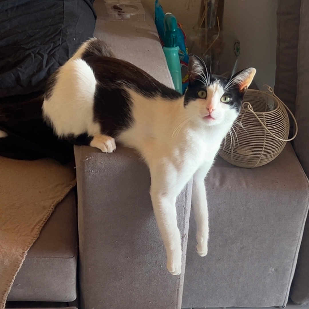 Ludivine Juan participe au concours pour gagner de l'argent avec cette photo : armrest, black_and_white, blanket, cat, couch, curious, decor, dried_flowers, ears, feline, floor_tile, fur, green_eyes, household, indoor, living_room, pet, relaxed, vase, whiskers