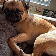 Kiwi is registered to the contest to win money with this photo: dog, pug, indoor, blanket, sunlight, window, curtain, pet, resting, cozy, animal, canine, fur, sleepy, home, relaxing, cute, companion, portrait, daylight