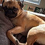 dog, pug, indoor, blanket, sunlight, window, curtain, pet, resting, cozy, animal, canine, fur, sleepy, home, relaxing, cute, companion, portrait, daylight