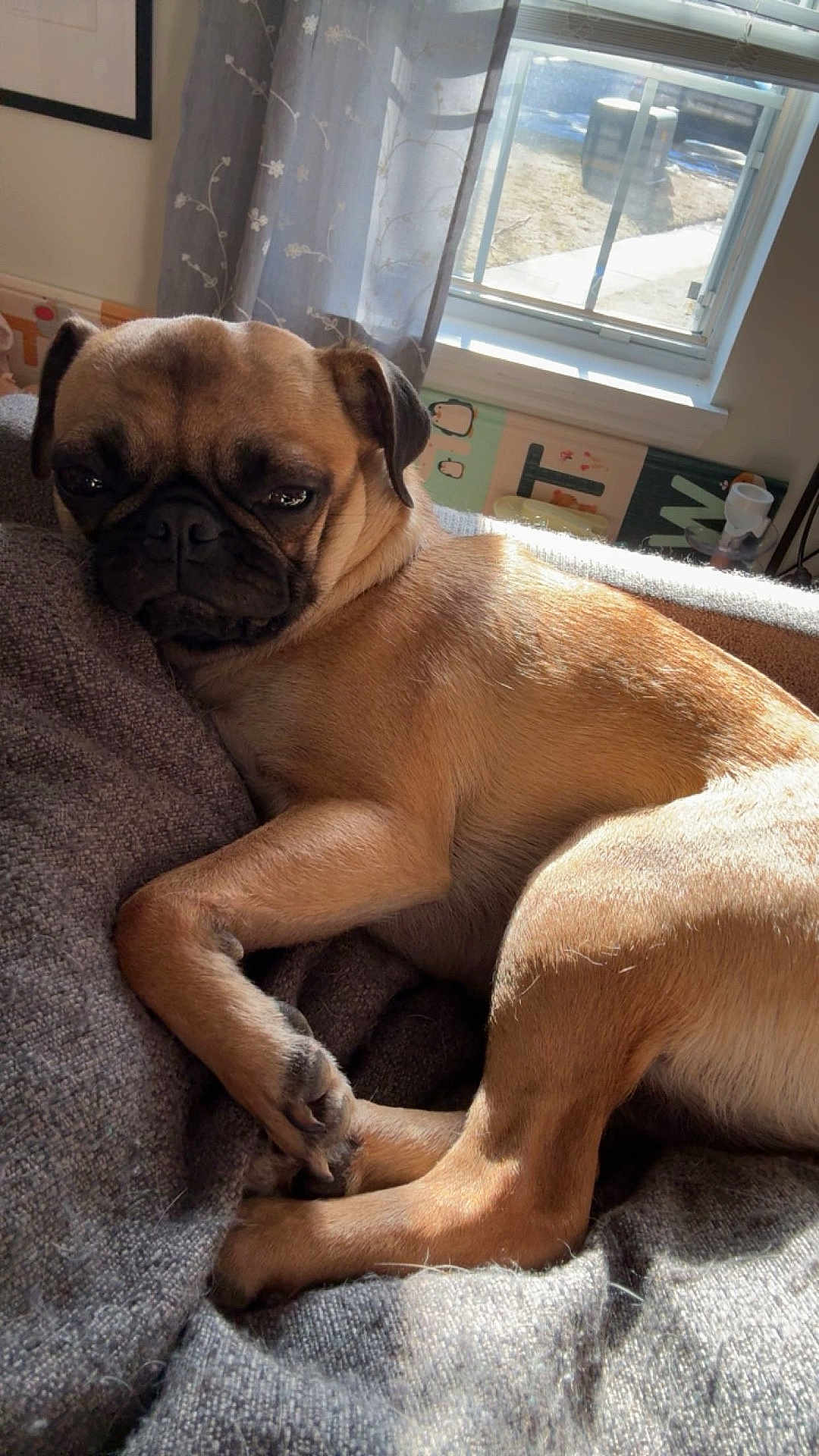 Kiwi is registered to the contest to win money with this photo: dog, pug, indoor, blanket, sunlight, window, curtain, pet, resting, cozy, animal, canine, fur, sleepy, home, relaxing, cute, companion, portrait, daylight