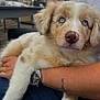 Maïko participe au concours pour gagner de l'argent avec cette photo : puppy, dog, blue_eyes, fluffy, fur, person, arm, tattoo, watch, outdoor, brick_wall, table, chair, relaxing, closeup, pet, cute, animal, companion, holding