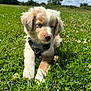 puppy, dog, grass, flower, outdoor, nature, pet, animal, sunlight, sky, cloud, field, young, cute, fur, collar, greenery, relaxing, summer, meadow