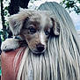 Maïko participe au concours pour gagner de l'argent avec cette photo : puppy, dog, blue_eyes, fur, person, blonde_hair, long_hair, shoulder, outdoor, tree, nature, close_up, portrait, animal, pet, cuddle, soft_light, gentle, affection, background_blur