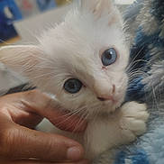 Princess joined the competition — help win amazing prizes! kitten, white_cat, blue_eyes, hand, close_up, pet, feline, cozy, blanket, indoor, soft_texture, cute, animal, young, fur, whiskers, domestic_cat, comfort, resting, blurred_background
