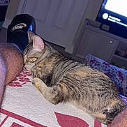 Nebula is registered to the contest to win money with this photo: tabby_cat, sleeping_cat, cat, pet, indoor, blanket, legs, person, footwear, nike_sandal, door, television, furniture, living_room, home, resting, cozy, pattern, animal, domestic_cat