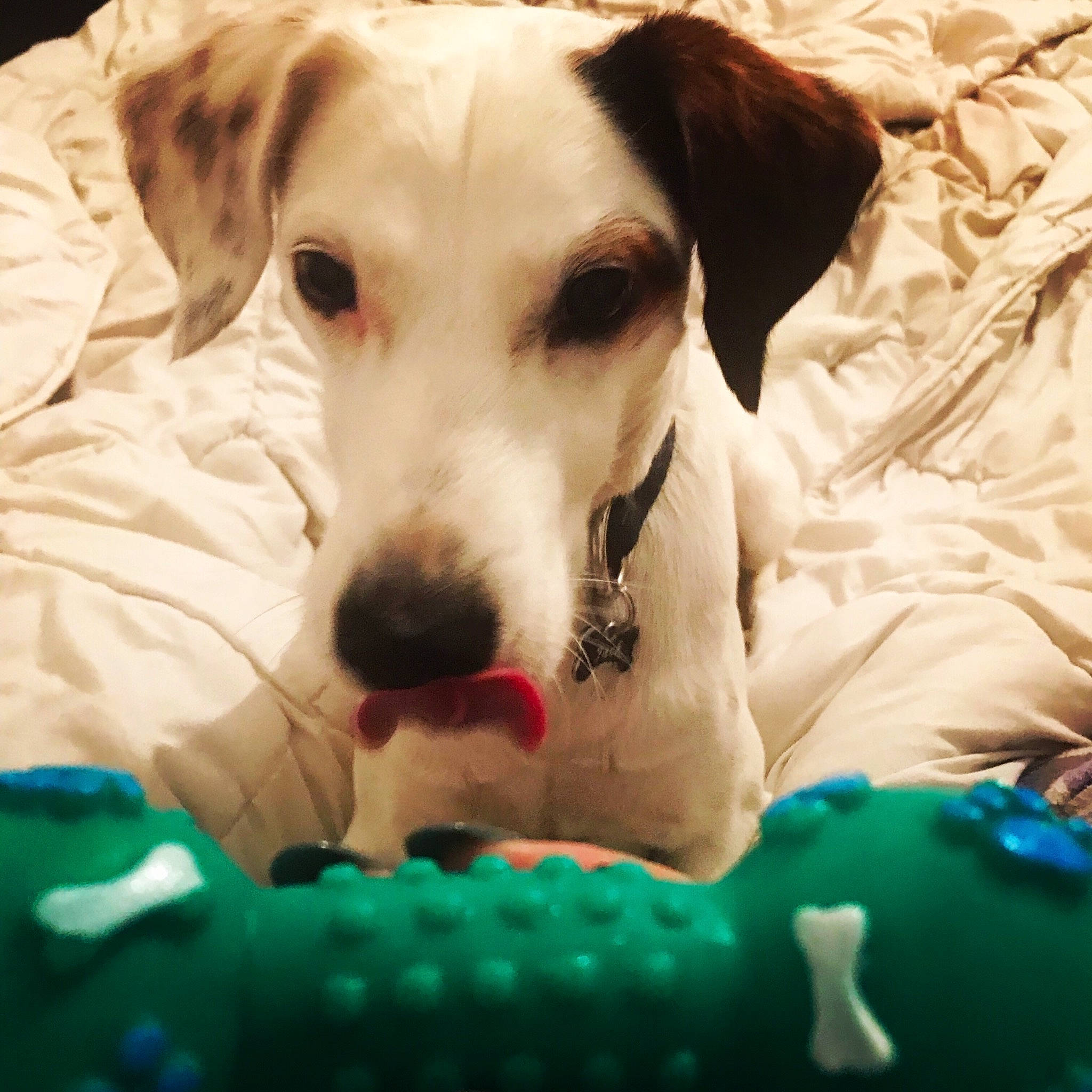 Jack participe au concours pour gagner de l'argent avec cette photo : canidae, carnivore, companion_dog, dog, dog_breed, ear, fox_terrier, jack_russell_terrier, mammal, pointer, puppy, rare_breed_dog, russell_terrier, snout, sporting_group, vertebrate, whiskers