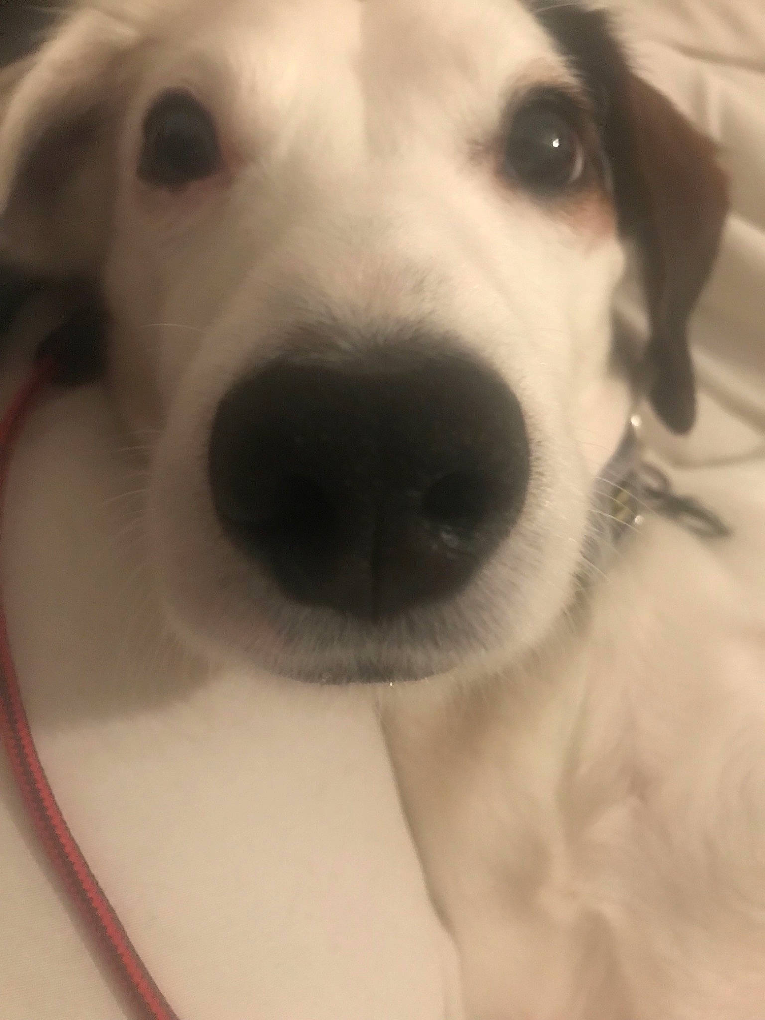 Jack participe au concours pour gagner de l'argent avec cette photo : canidae, carnivore, companion_dog, dalmatian, dog, dog_breed, ear, eye, head, labrador_retriever, mammal, non_sporting_group, nose, puppy, rare_breed_dog, snout, sporting_group, vertebrate, whiskers