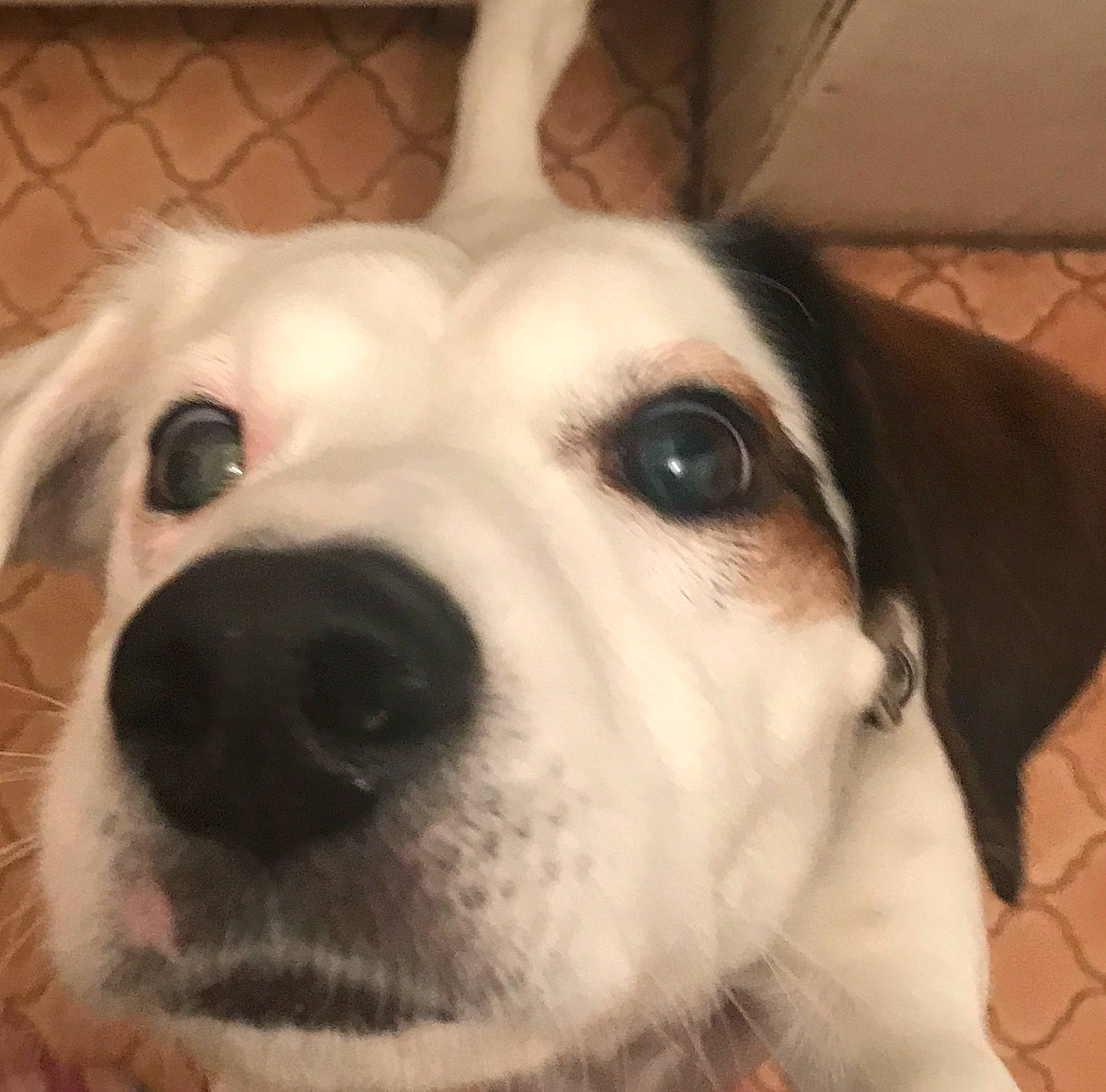 Jack participe au concours pour gagner de l'argent avec cette photo : ancient_dog_breeds, beagador, canidae, carnivore, central_asian_shepherd_dog, companion_dog, dog, dog_breed, ear, eye, head, mammal, nose, puppy, puppy_love, rare_breed_dog, snout, sporting_group, vertebrate, whiskers