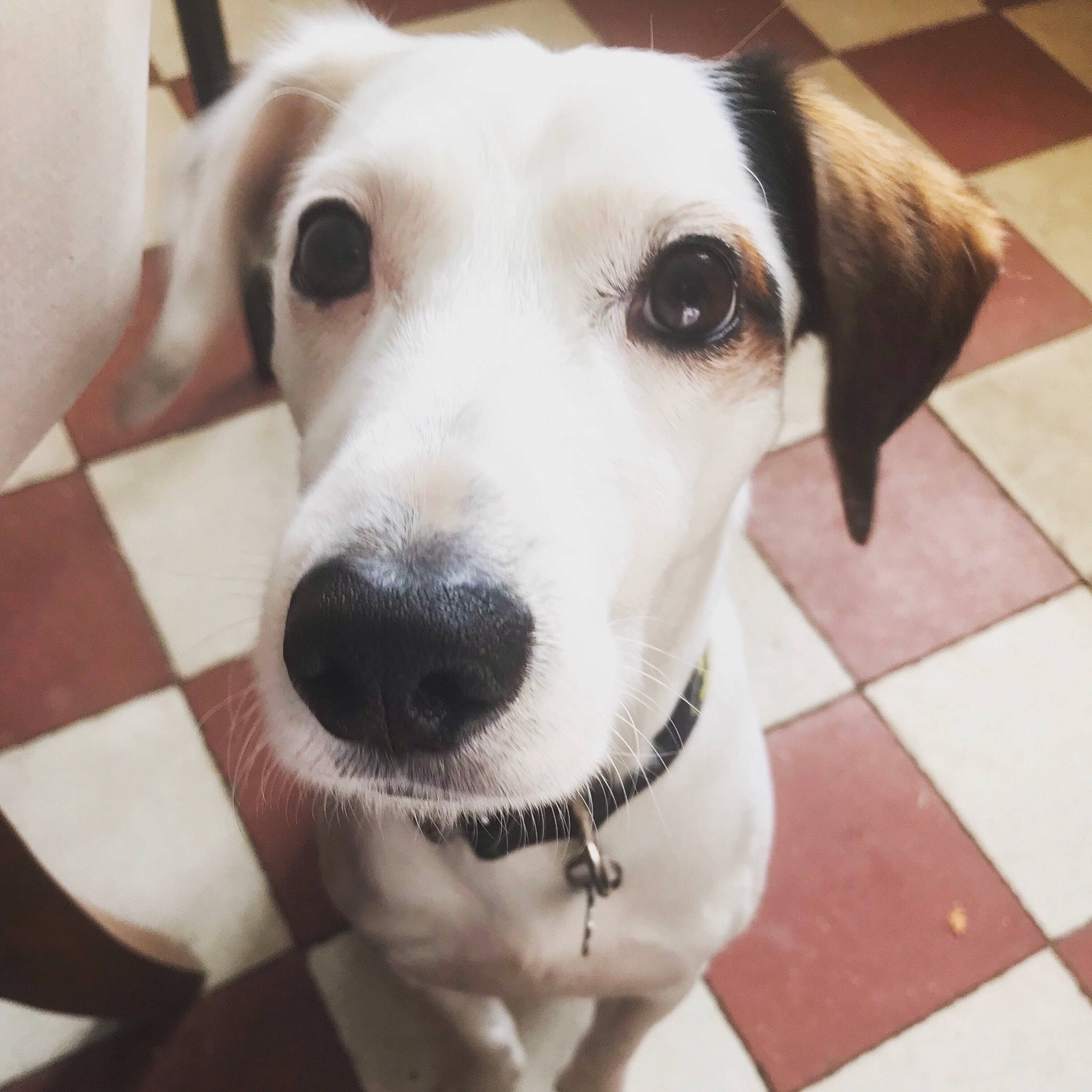 Jack a rejoint le concours — aidez-le/la à gagner de superbes lots ! beagador, canidae, carnivore, companion_dog, dog, dog_breed, mammal, rare_breed_dog, russell_terrier, snout, sporting_group, vertebrate, whiskers