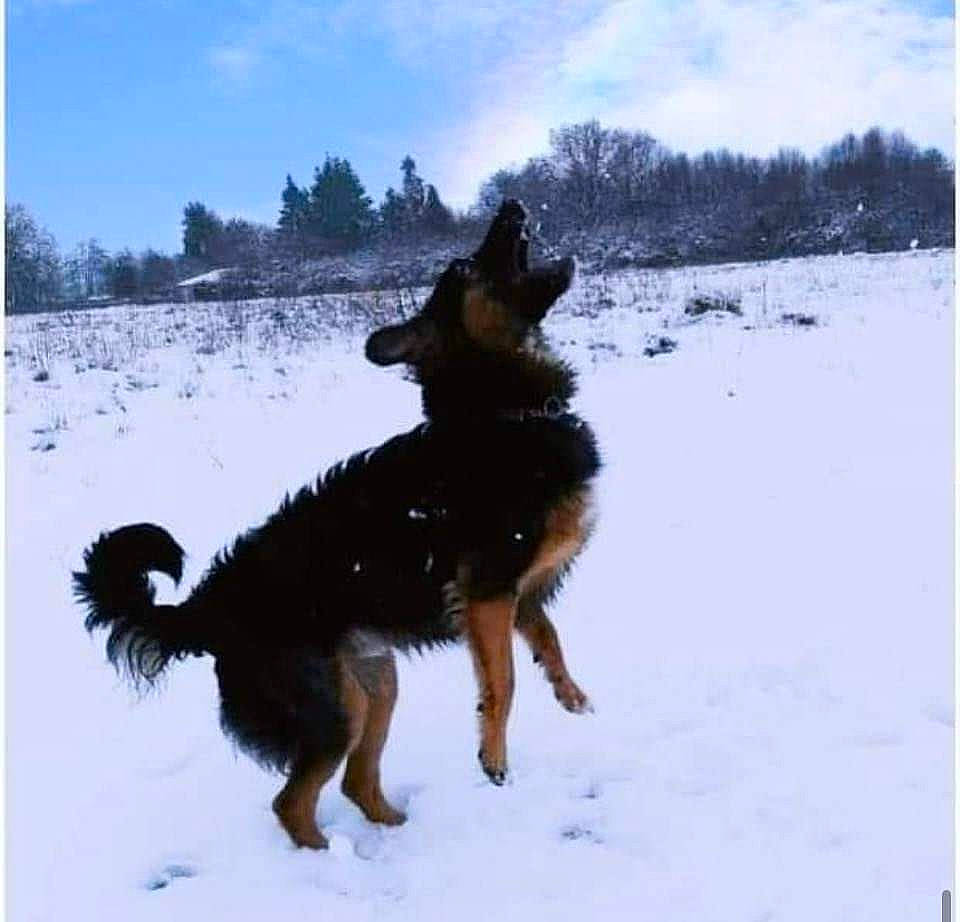 Roky participe au concours pour gagner de l'argent avec cette photo : canidae, carnivore, cloud, companion_dog, dog, dog_breed, german_shepherd_dog, guard_dog, herding_dog, mammal, old_german_shepherd_dog, sky, slope, snow, sporting_group, tail, tree, winter, working_animal, working_dog