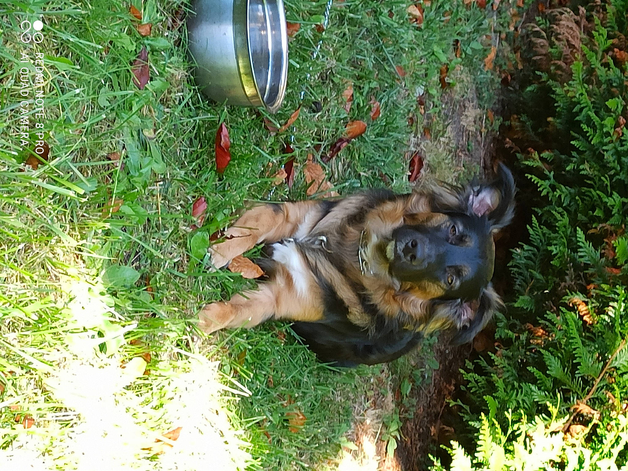 Roky participe au concours pour gagner de l'argent avec cette photo : canidae, carnivore, companion_dog, dog, dog_breed, fawn, grass, grass_family, groundcover, lawn, plant, snout, soil, sporting_group, tail, terrestrial_animal, tree, wildlife, working_animal, working_dog