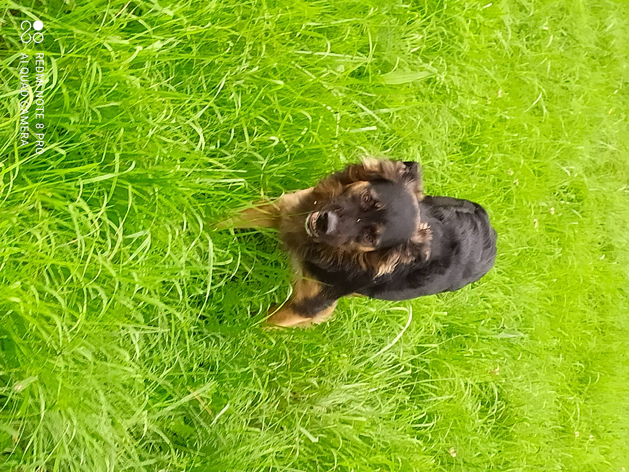 Roky a rejoint le concours — aidez-le/la à gagner de superbes lots ! canidae, carnivore, companion_dog, dog, dog_breed, fawn, grass, grassland, groundcover, liver, old_german_shepherd_dog, pasture, plant, puppy, snout, sporting_group, tail, terrestrial_animal, working_animal, working_dog