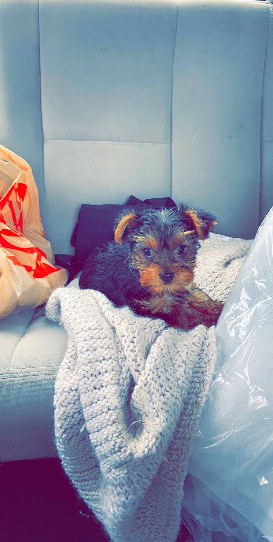 Buck is registered to the contest to win money with this photo: bed, canidae, carnivore, companion_dog, dog, dog_breed, puppy, small_terrier, terrier, toy_dog, welsh_terrier, yorkshire_terrier