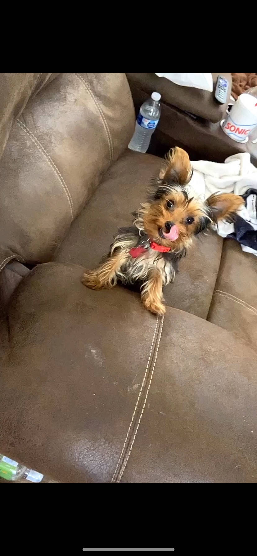 Buck joined the competition — help win amazing prizes! australian_silky_terrier, australian_terrier, biewer_terrier, canidae, carnivore, companion_dog, dog, dog_breed, fawn, mammal, morkie, norwich_terrier, puppy, small_terrier, terrier, toy_dog, yorkipoo, yorkshire_terrier