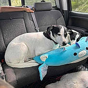 Kilo is registered to the contest to win money with this photo: animal, backseat, black_and_white, blue_pillow, car_interior, collar, dog, dog_hair, domestic_animal, pet, relaxed, resting, road_trip, seat, seatbelt, sleeping, stuffed_toy, transportation, white_fur, window