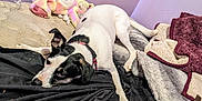 Kilo joined the competition — help win amazing prizes! animal, bed, black_and_white, blanket, collar, comfort, cozy, dog, fabric, fur, indoor, laying_down, mattress, pet, plush_toy, quiet, resting, sleepy, soft_toys, wall