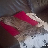 Wendy participe au concours pour gagner de l'argent avec cette photo : animal, blanket, cat, comfort, couch, cushion, domestic_animal, feline, fur, furniture, home, indoor, leather, paw_prints, pet, relaxed, resting, sleepy, tabby_cat, timestamp