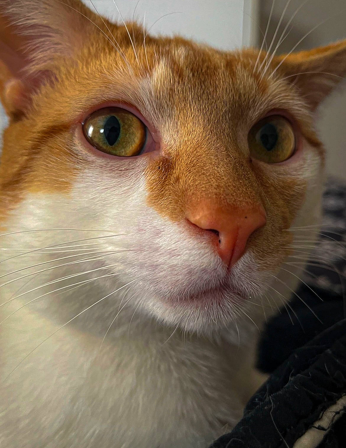 Kimba joined the competition — help win amazing prizes! carnivore, cat, close_up, comfort, curious, domestic_short_haired_cat, ear, eye, fawn, felidae, fur, hair, head, human_body, small_to_medium_sized_cats, snout, terrestrial_animal, whiskers