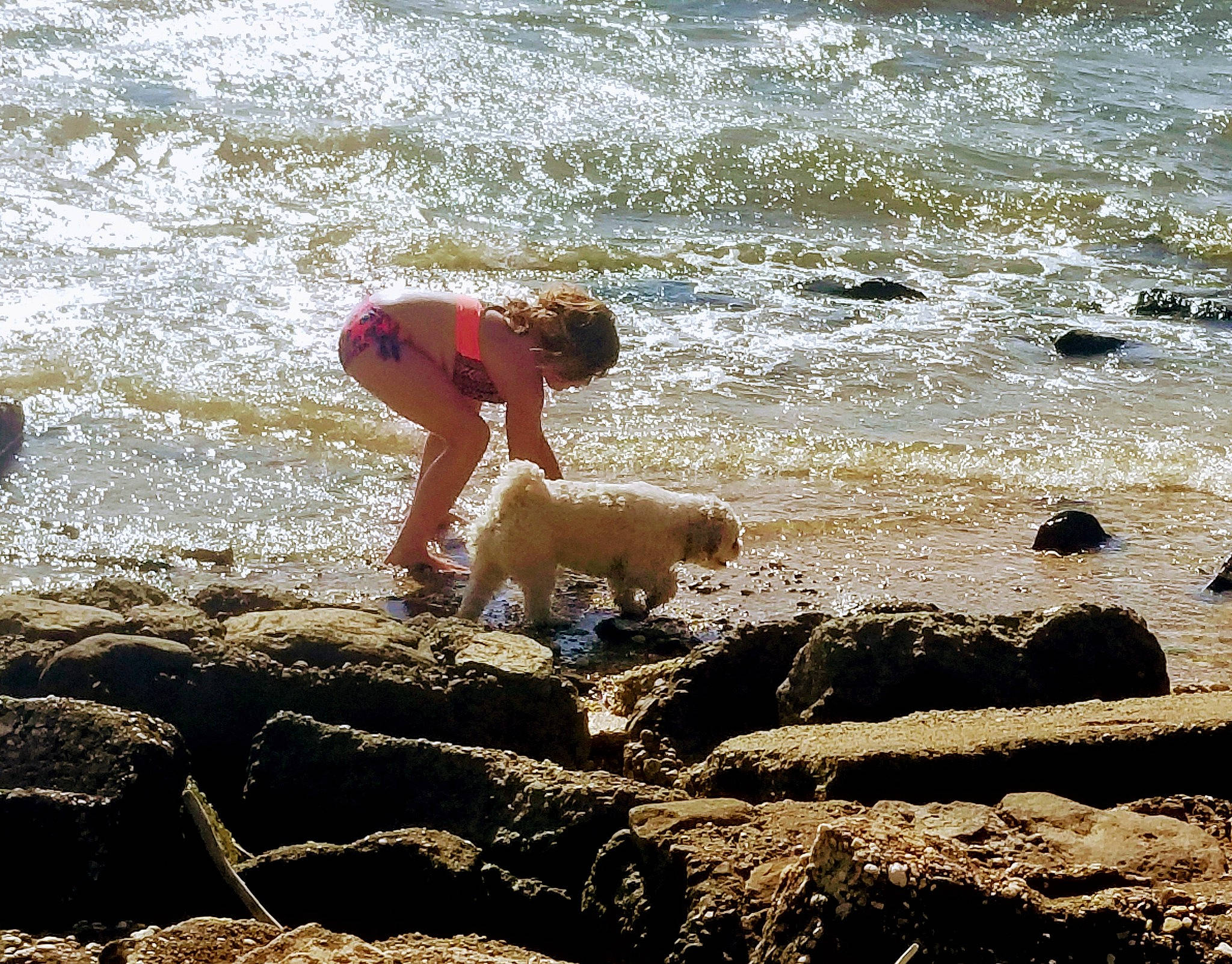 Kai is registered to the contest to win money with this photo: beach, canidae, carnivore, coast, coastal_and_oceanic_landforms, companion_dog, dog, dog_breed, fawn, fun, mammal, ocean, people_in_nature, rock, sand, shore, sporting_group, water, wave, wind_wave