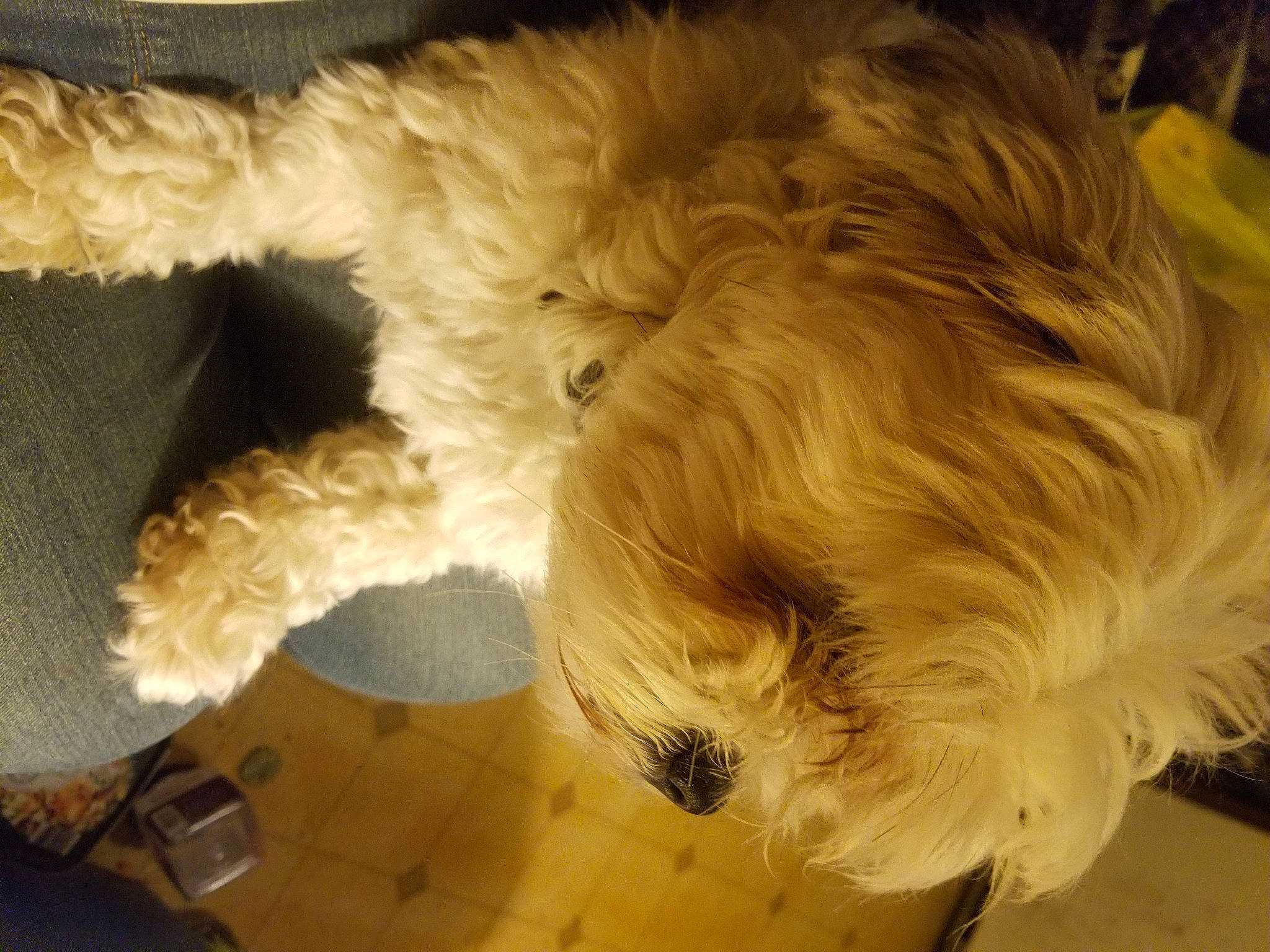 Kai joined the competition — help win amazing prizes! canidae, carnivore, companion_dog, dog, dog_breed, fawn, felidae, flooring, fur, hardwood, labradoodle, paw, small_terrier, small_to_medium_sized_cats, snout, sporting_group, tail, terrier, toy_dog, whiskers