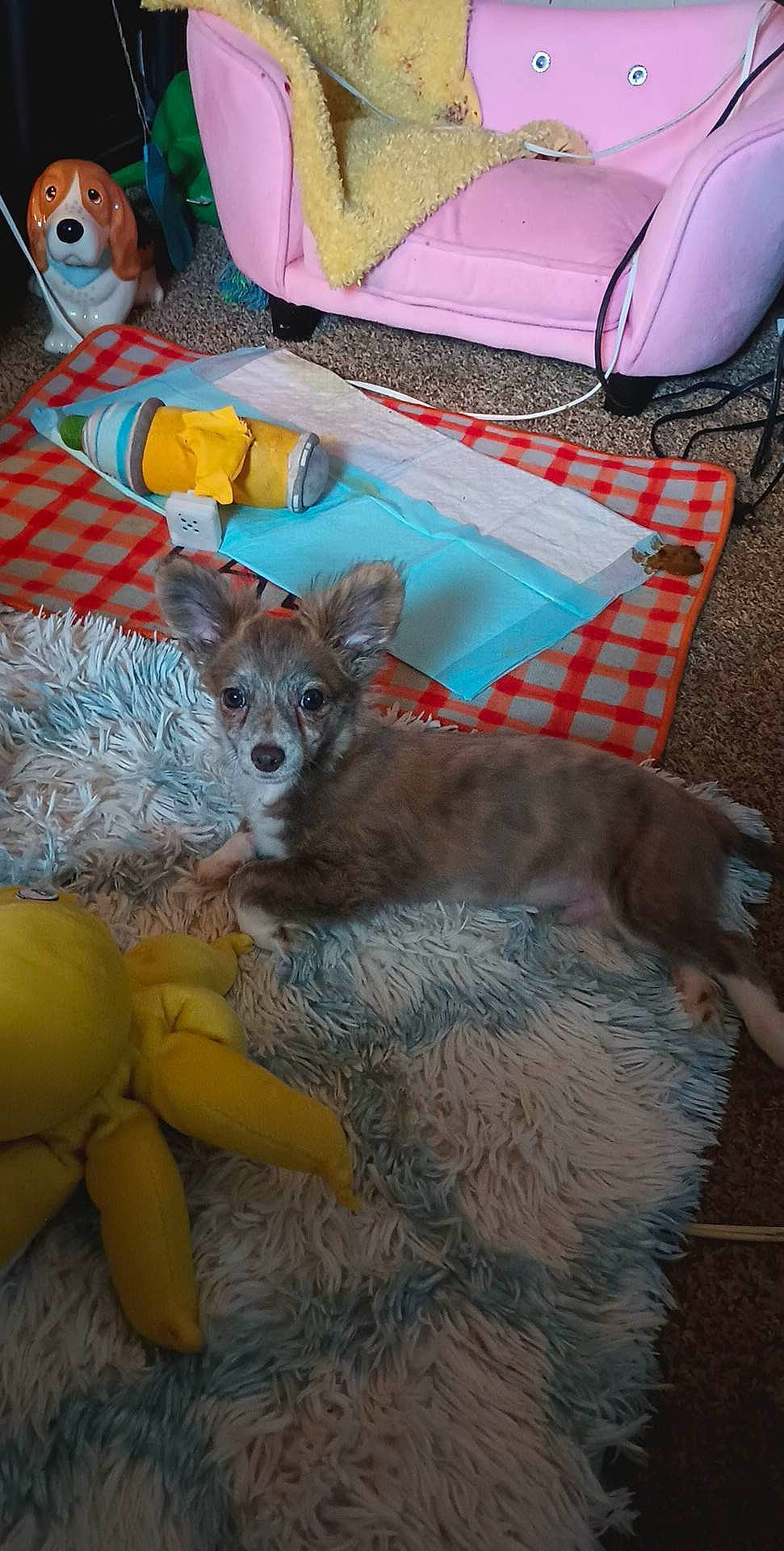 Louis Vuitton Aka Baby Louie joined the competition — help win amazing prizes! art, canidae, carnivore, chair, companion_dog, dog, dog_breed, fawn, felidae, fur, linens, mammal, outdoor_furniture, sporting_group, table, tail, toy, toy_dog, visual_arts, working_animal