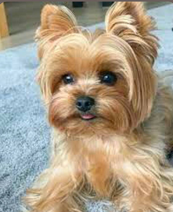 Youky a rejoint le concours — aidez-le/la à gagner de superbes lots ! biewer_terrier, canidae, carnivore, companion_dog, dog, dog_breed, fawn, fur, liver, maltepoo, small_terrier, snout, sporting_group, terrestrial_animal, terrier, toy_dog, water_dog, wood, working_animal, yorkipoo