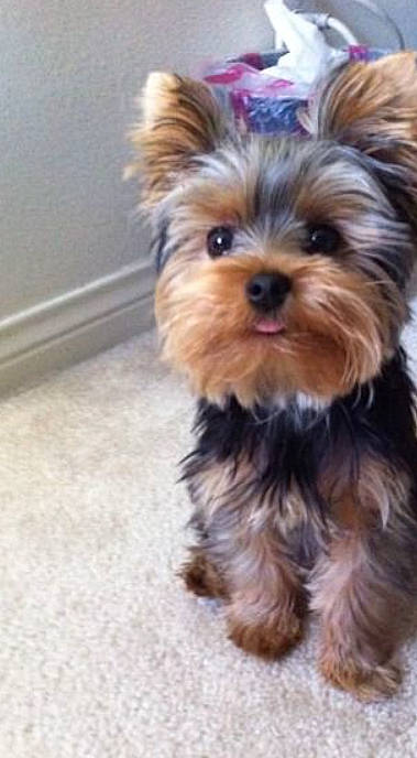 Youky participe au concours pour gagner de l'argent avec cette photo : biewer_terrier, canidae, carnivore, companion_dog, dog, dog_breed, fur, liver, maltepoo, non_sporting_group, puppy, small_terrier, snout, sporting_group, terrestrial_animal, terrier, toy_dog, whiskers, working_animal, yorkipoo