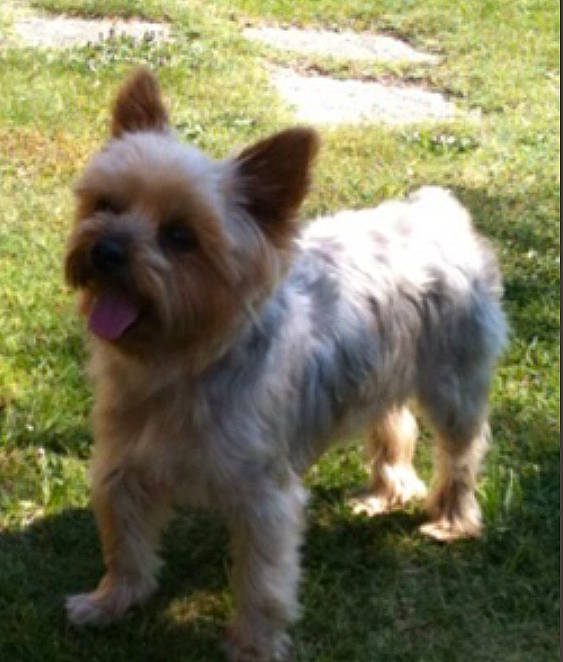 Youky participe au concours pour gagner de l'argent avec cette photo : canidae, carnivore, companion_dog, dog, dog_breed, dog_supply, fawn, fur, grass, plant, small_terrier, sporting_group, tail, terrestrial_animal, terrier, toy_dog, whiskers, working_animal, yorkipoo, yorkshire_terrier