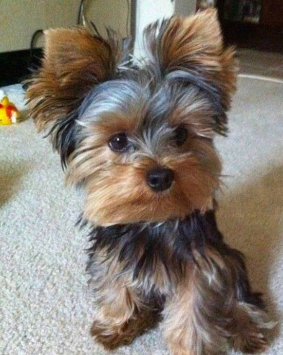 Youky a rejoint le concours — aidez-le/la à gagner de superbes lots ! biewer_terrier, canidae, carnivore, companion_dog, dog, dog_breed, dog_supply, fawn, fur, liver, maltepoo, puppy, small_terrier, snout, sporting_group, terrestrial_animal, terrier, toy_dog, working_animal, yorkipoo