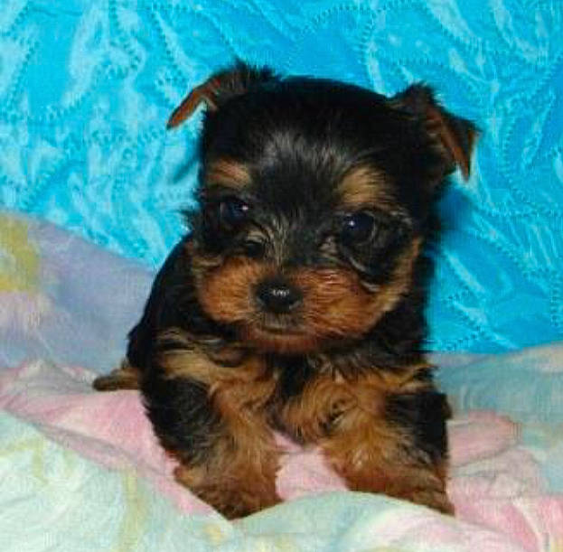 Youky participe au concours pour gagner de l'argent avec cette photo : biewer_terrier, canidae, carnivore, companion_dog, dog, dog_breed, fur, liver, maltepoo, small_terrier, snout, sporting_group, terrestrial_animal, terrier, toy_dog, working_animal, yorkipoo