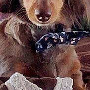 Frankee is registered to the contest to win money with this photo: app_icons, blanket, bow_tie, brown_fur, close_up, collar, cute, dog, ears, eyes, fabric, home_screen, indoor, long_haired, nose, paw, pet, phone_screenshot, staring, status_bar