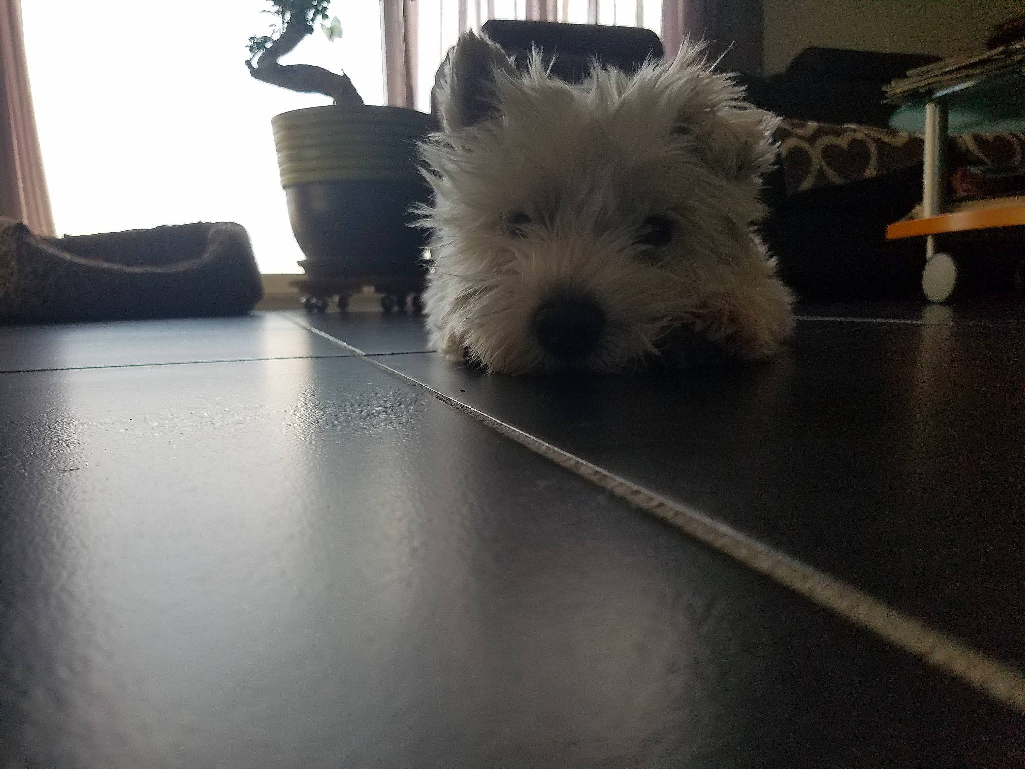 Aston a rejoint le concours — aidez-le/la à gagner de superbes lots ! cairn_terrier, canidae, carnivore, companion_dog, dog, dog_breed, floor, flooring, glen_of_imaal_terrier, mammal, norwich_terrier, puppy, rare_breed_dog, scottish_terrier, small_terrier, sporting_lucas_terrier, terrier, vertebrate, west_highland_white_terrier